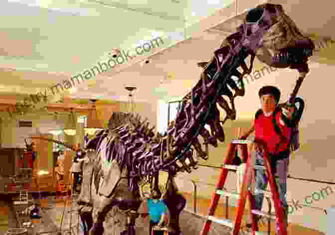 A Child Looking At A Dinosaur Fossil In A Museum Jurassic Resort 2: Battle For Raptor City
