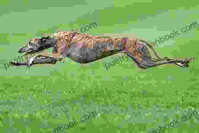 A Photograph Of Master Mcgrath, A Greyhound, Running On A Coursing Field. The Ghost Of Master McGrath : Master McGrath 3 Time Winner Of The Waterloo Cup