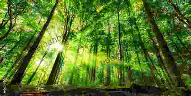 A Serene Scene Of A Tranquil Forest At Sunset, With The Dappled Sunlight Casting Golden Rays Through The Trees. A Forest Of Stars (Court Of Starlight And Darkness 1)