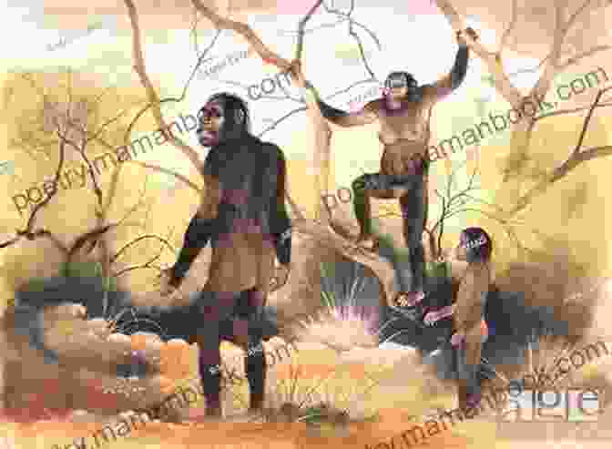 An Illustration Of Australopithecus Afarensis, An Early Hominid That Lived In Africa Around 3.9 Million Years Ago. Before Adam Illustrated