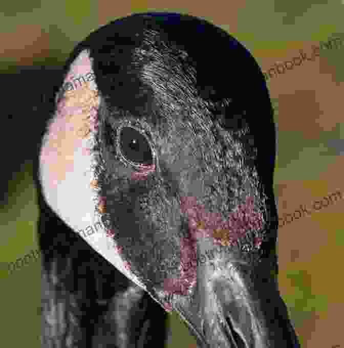 Close Up Of A Duck's Eye Showing Its Intricate Structure And Adaptations Blink Of A Duck S Eye: A Collection Of Haiku Senryu And Tanka Poetry