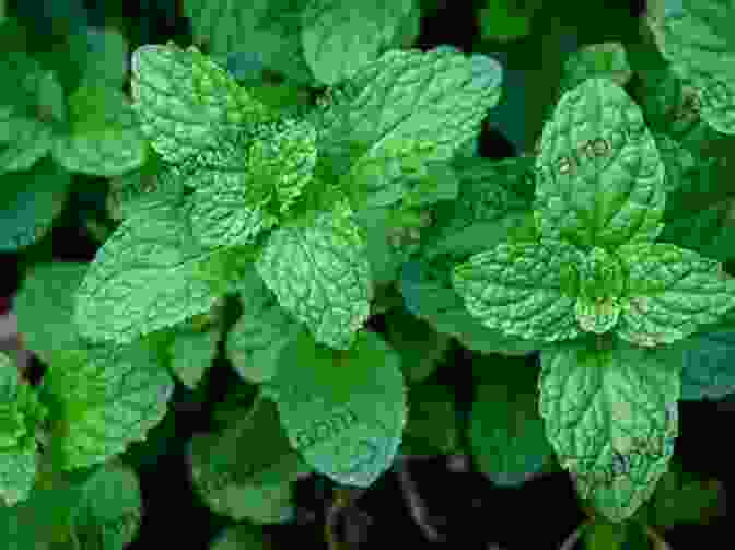 Peppermint Leaves The Art Of Herbal Healing: Herbalism For Beginners (Herbology For Beginners)
