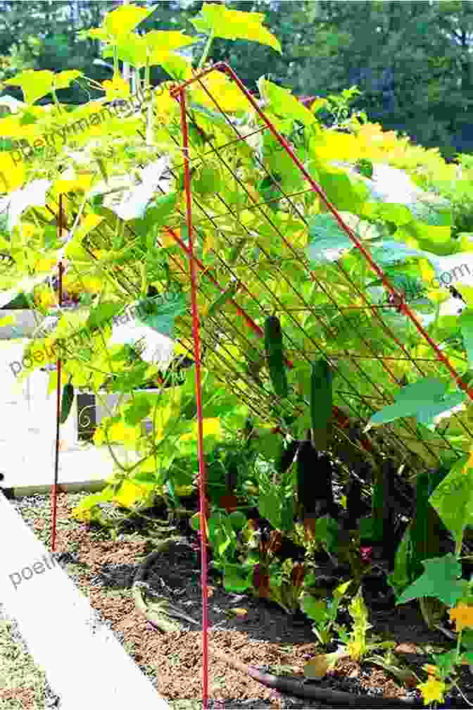 Trellises Supporting Climbing Tomatoes And Cucumbers Vertical Gardening: Grow Up Not Out For More Vegetables And Flowers In Much Less Space