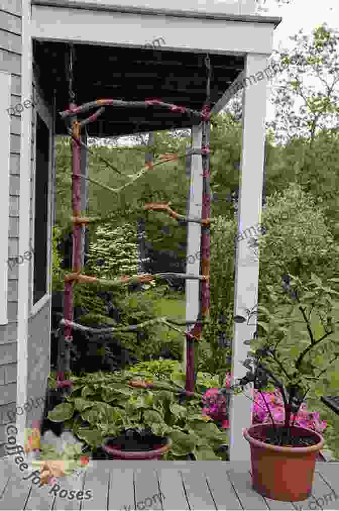 Vertical Gardening With Trellises And Cages Vertical Gardening: Grow Up Not Out For More Vegetables And Flowers In Much Less Space